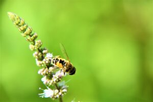 Allergic to Life Coping with Severe Reactions