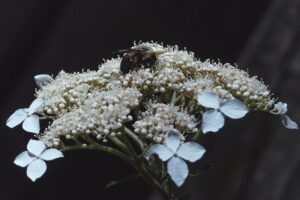 Allergies in Infants and Toddlers