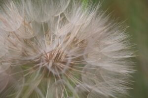 Allergy Myths Busted Separating Fact from Fiction