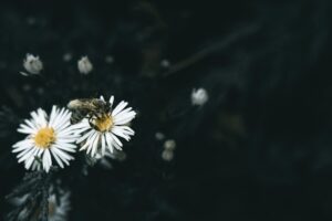 Allergy Testing Explained From Skin Pricks to Blood Tests