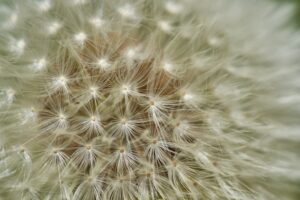 Asthma and Allergies A Combined Approach