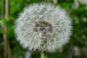 Environmental Allergies Prevention and Protection