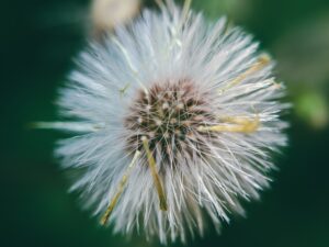 Food Allergies 101 A Beginner’s Guide