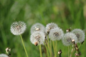 Gluten, Dairy, Nuts Navigating Food Allergens