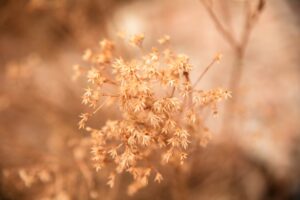 How Climate Change Affects Allergies