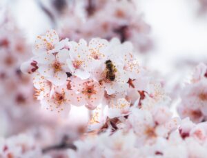 Natural Remedies for Allergy Relief