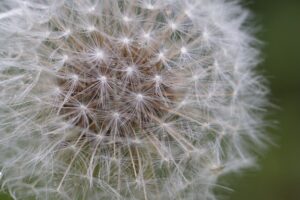 Pet Allergies Living with Animals When You’re Allergic