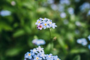 The Allergy Detective Identifying Your Triggers