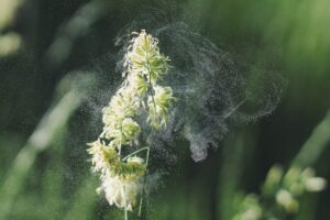 The Allergy Epidemic Exploring the Rise in Cases