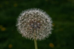 The Role of Genetics in Allergies