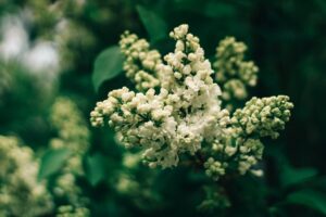 Treating Allergies with Immunotherapy