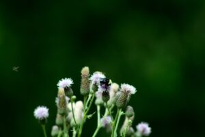 Understanding Allergic Reactions Mild to Severe