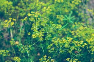 Understanding Cross-Reactivity in Allergies