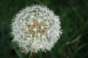 When Allergies Affect Mental Health