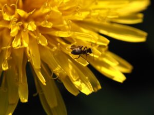 Your Immune System and Allergies A Delicate Balance